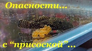 ОПАСНОСТИ при пересадке мальков анциструсов Сом анциструс размножение Первое кормление