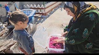 Hands of alone: Soraya and Arshida's Journey  and  Pickle Artistry in farm