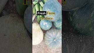 Farm Fresh Produce Delivered | Local Farm to Table Experience | Harvest Route USA  #farming101