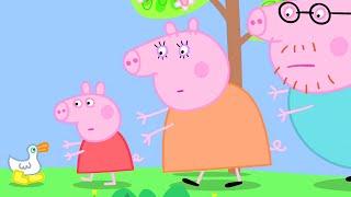 Peppa Pig Can't Find Her Golden Boots| Peppa Pig Official Family Kids Cartoon