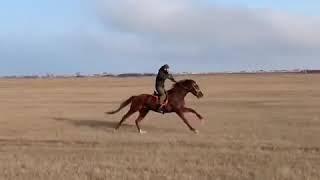 Ислам Махачев 2019