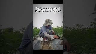 Don’t believe in failure #marigold #viralvideo