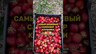 Самый дешевый самосбор клубники в Словакии #евросоюз #европа #переезд #клубника #внж #ес #словакия