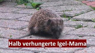 IGEL-MAMA FRITZI (BISHER "FRITZCHEN" GENANNT) IST TOTAL ABGEMAGERT (01.09.2022-20.10.2022)