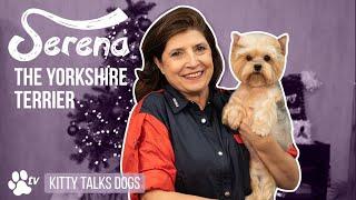 Kitty Talks Dogs - Yorkshire Terrier Serena - Christmas Special