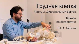 Грудная клетка. Часть 3: Диагональный вектор и соматические дисфункции. Кружок по остеопатии.