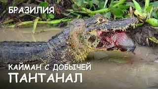 Мир Приключений - Борьба каймана с добычей. Пантанал. Caymans attack. Pantanal. Brazil.