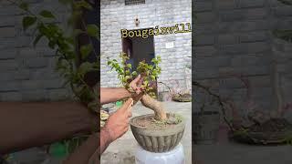 Bougainvillea bonsai making