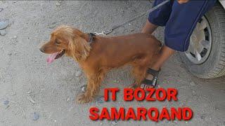 IT BOZOR SAMARQAND, ITLAR NARXLARI, IT BOZORI, СОБАКА,