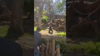 Gorilla Chases Stray Dog That Entered Enclosure at San Diego Zoo