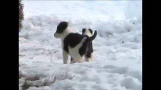 Line bred "Alexander's Griz" pups -- Phantom x Jackie