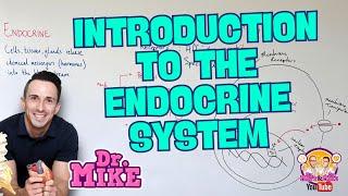 Introduction to the Endocrine System