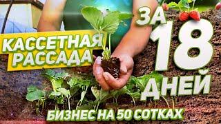 52/20 Как вырастить кассетную рассаду клубники за 18 дней