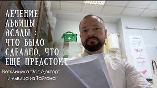 ИТОГИ НЕДЕЛИ по лечению львицы Асады