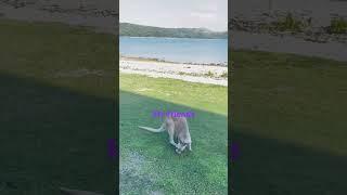 #daydreamvlog #kangaroo