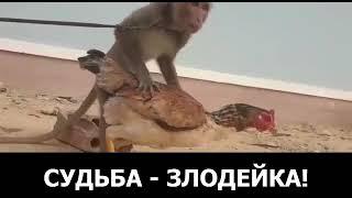 Обезьяна и курица!#обезьянаикурица#