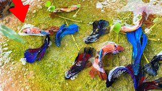 Natural Betta Fishing: Tips for Finding Betta in the Natural Betta Place