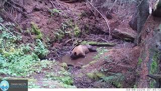 Sleepy Black Bear in Spring