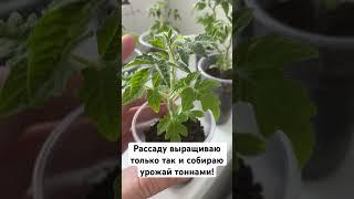 Рассаду выращиваю только так и собираю урожай тоннами! #сад #огород #дача #рассада