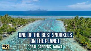 THE BEST SNORKELING ON THE PLANET  ... The Beautiful Coral Gardens, Taha'a ( at Le Tahaa Resort)