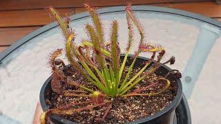 Drosera Capensis - The Perfect Beginner Sundew