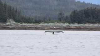 Whales watching in Alaska