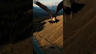 The Urgent Eagle 4K video #wildlife #eagle