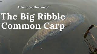 River Ribble Carp_ The Big Common Tribute