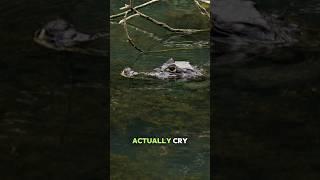 Crocodile Crying? It’s Not What You Think! #crocodile #crocodiletears