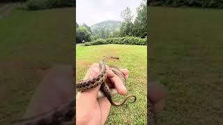 Relocating a SCARY #SNAKE from my sister’s backyard 