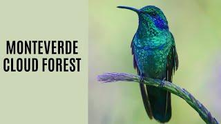 Costa Rica Wildlife Documentary: Monteverde Cloud Forest