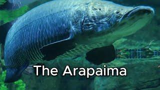 The Arapaima: King of the Amazon River