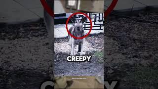 Skinwalker Dog At Cemetery 