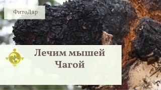 Чага настоеная на родниковой воде 10 дней, для больных мышек.