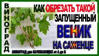   У тебя тоже такой веник на саженце винограда? Как правильно обрезать и исправить формировку.