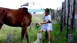 Fantastic$! A Horse And A Girl At The Farm | Horse Training | How To Teach Your Horse Lay Down.