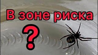 394️Хвостики и рассада… Дом на юге.