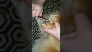 We cut the hair of the Chow Chow with eyebrow scissors / Чау чау и ножницы для бровей