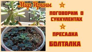 #мояколлекция Поговорим о суккулентах | Пересадка-Болталка ●▪︎▪︎