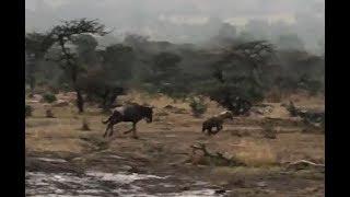 Wildebeest attack hyena