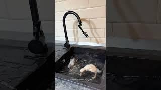 This Man Taught Ducklings to Swim in His Kitchen Sink ️