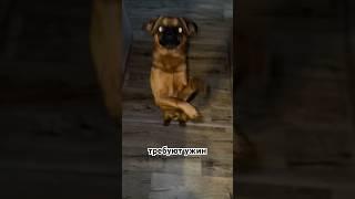 Наш танцор  #собакадруг #животные #собаки #dogslife #doglovers #прикол #юмор #собака