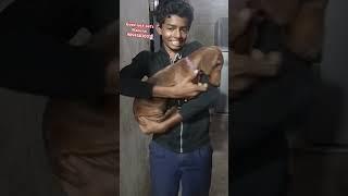#pets #cute #lovepets #music