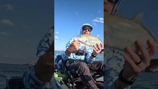 Fighting a nice Yellow Jack along the #floridakeys 7 mile bridge  #kayakfishing