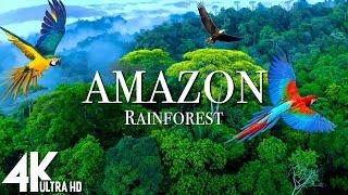 Amazon 4k - The World’s Largest Tropical Rainforest | Relaxation Film with Calming Music