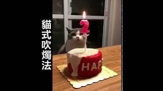 看看貓咪是怎麼吹蠟燭的！貓咪成精了！?不是說好建國后不許成精的嗎。。