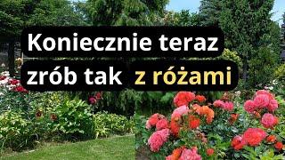 Super sposób na zbyt długie pędy róż, kluczowe zabiegi we wrześniu na rabatach różanych, odmiany róż