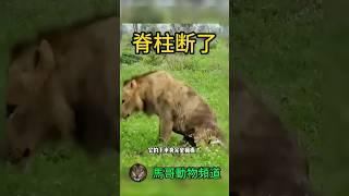 【痛苦掙扎】雄獅慘遭脊柱咬斷！極度痛苦地掙扎在地上#animal #animals#wildanimals #wildlife #cat #nature#wild #foryou#shortvideo