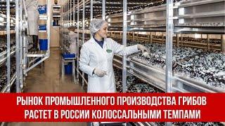 Рынок промышленного производства грибов растет в России колоссальными темпами