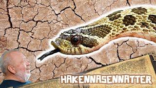 WESTLICHE HAKENNASENNATTER | TERRARISTIKENZYKLOPÄDIE | ZOO ZAJAC